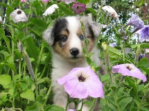 puppies