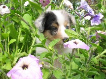 puppies