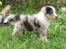 puppies