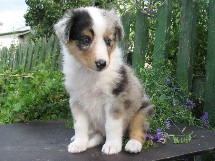 puppies