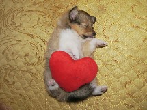 puppies