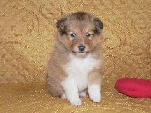 puppies