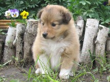 puppies