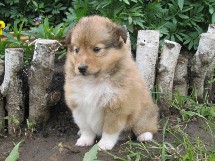 puppies
