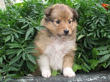 puppies