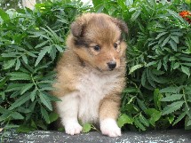 puppies