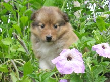 puppies