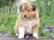 puppies