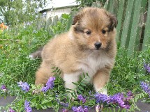 puppies