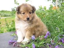 puppies