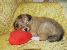 puppies