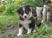 puppies