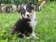puppies