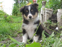 puppies