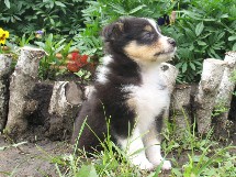 puppies