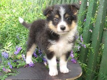 puppies