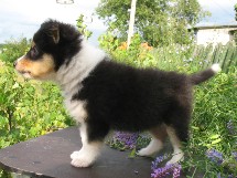 puppies
