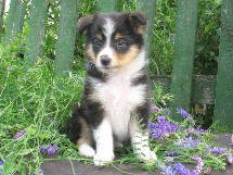 puppies
