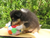 puppies