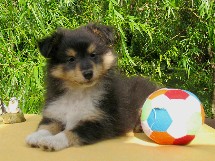 puppies