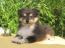 puppies