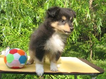 puppies