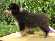 puppies