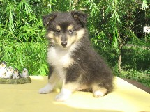 puppies