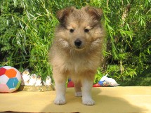 puppies