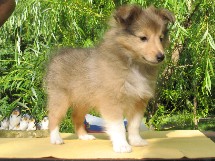 puppies
