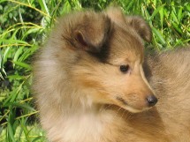 puppies