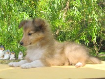 puppies