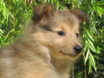 puppies