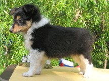 puppies