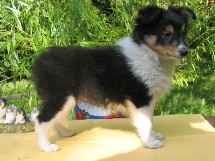 puppies