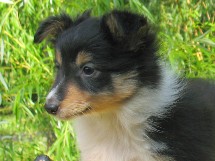 puppies