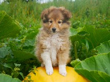 puppies