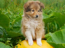 puppies