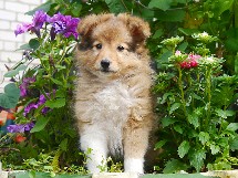 puppies