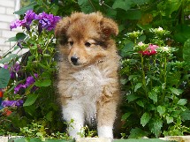 puppies