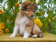 puppies