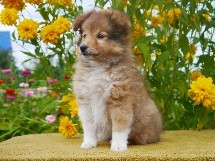 puppies