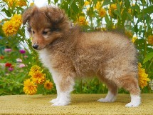 puppies