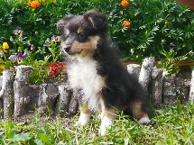 puppies