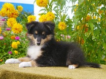 puppies