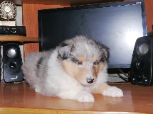 puppies