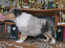 puppies
