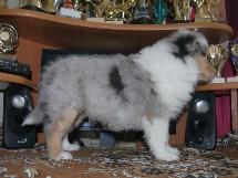 puppies