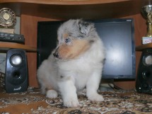 puppies