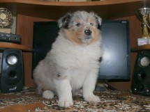 puppies